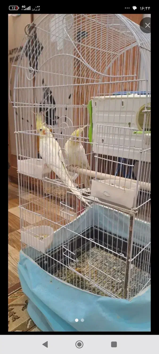 جفت عروس هلندی|پرنده|سجاس رود, |دیوار