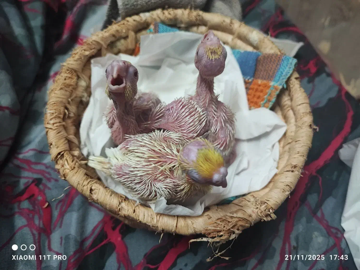 جوجه عروس لوتینو ۳عدد فوری|پرنده|مشهد, کوی المهدی|دیوار