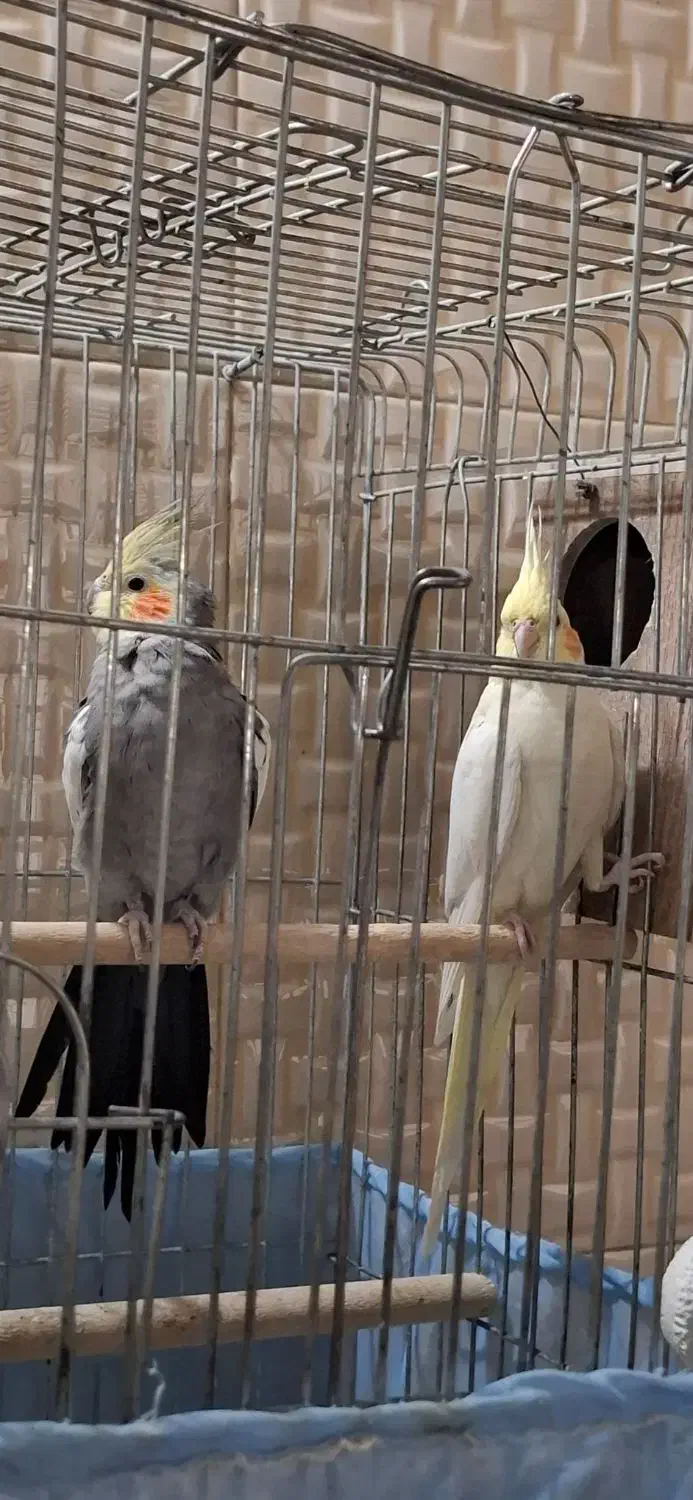 عروس هلندی مولد|پرنده|ری, شهید غیوری (ابن باویه)|دیوار