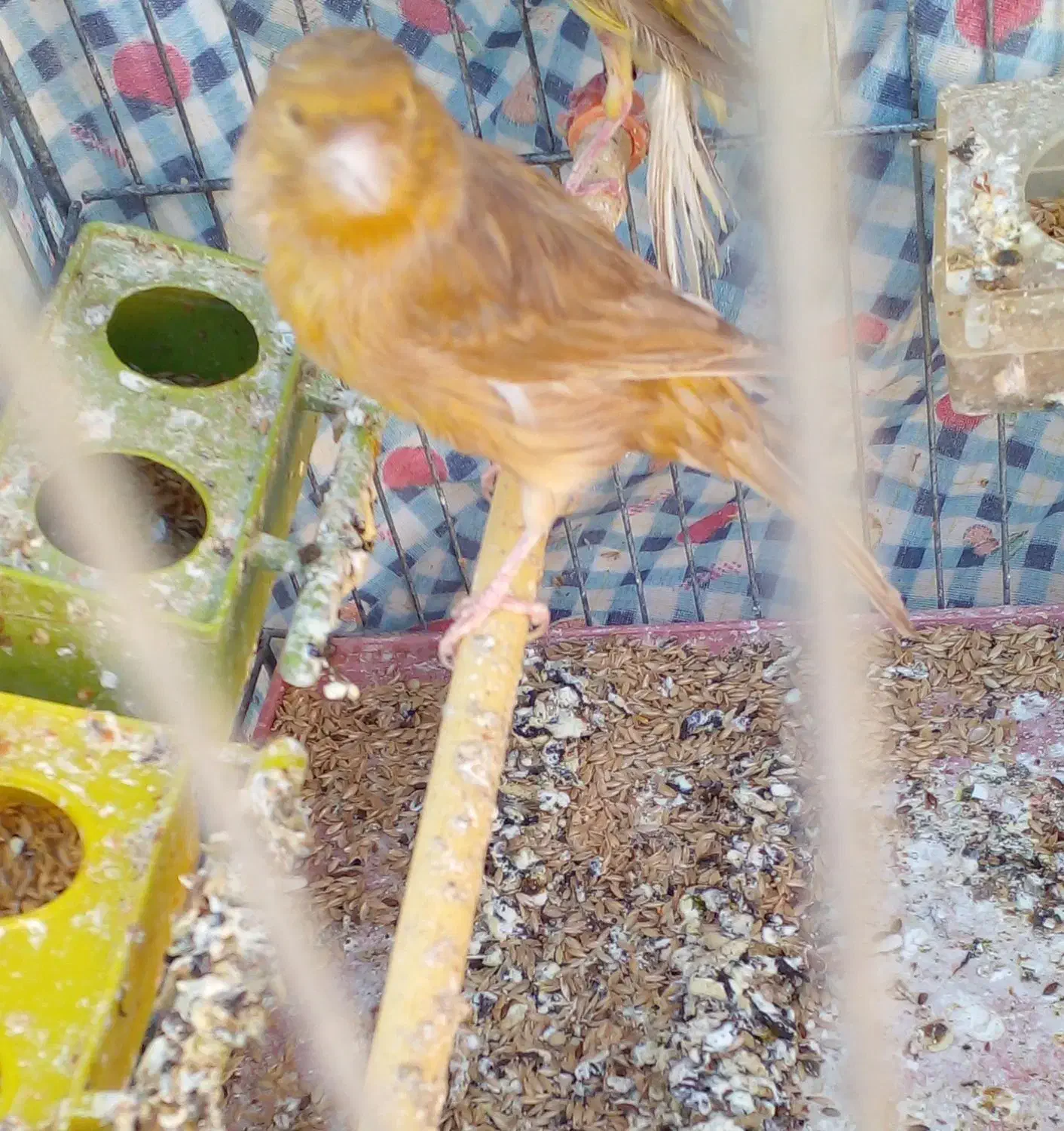 قناری شتری ماده|پرنده|شیبکوه (فارس), |دیوار