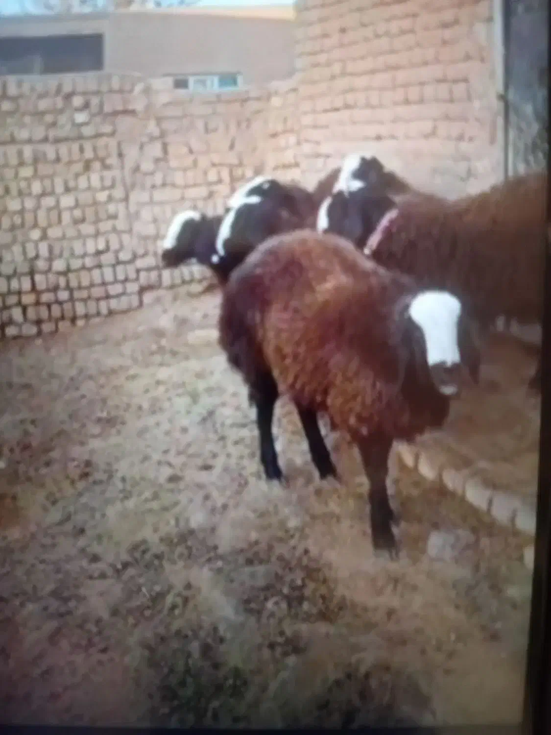 فروش بز ه بره نر برا پرواربندی|حیوانات مزرعه|اشتهارد, |دیوار