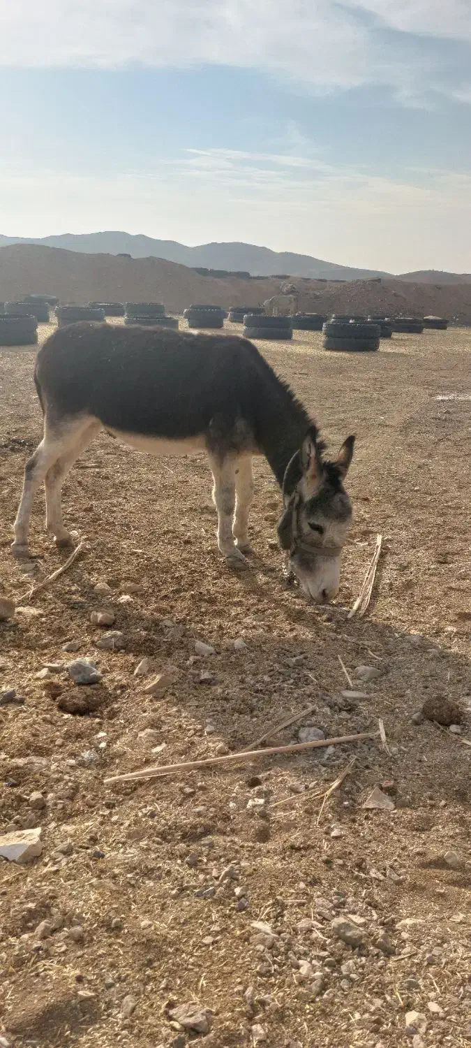 فروش یک الاغ نر اخته|حیوانات مزرعه|سمنان, |دیوار