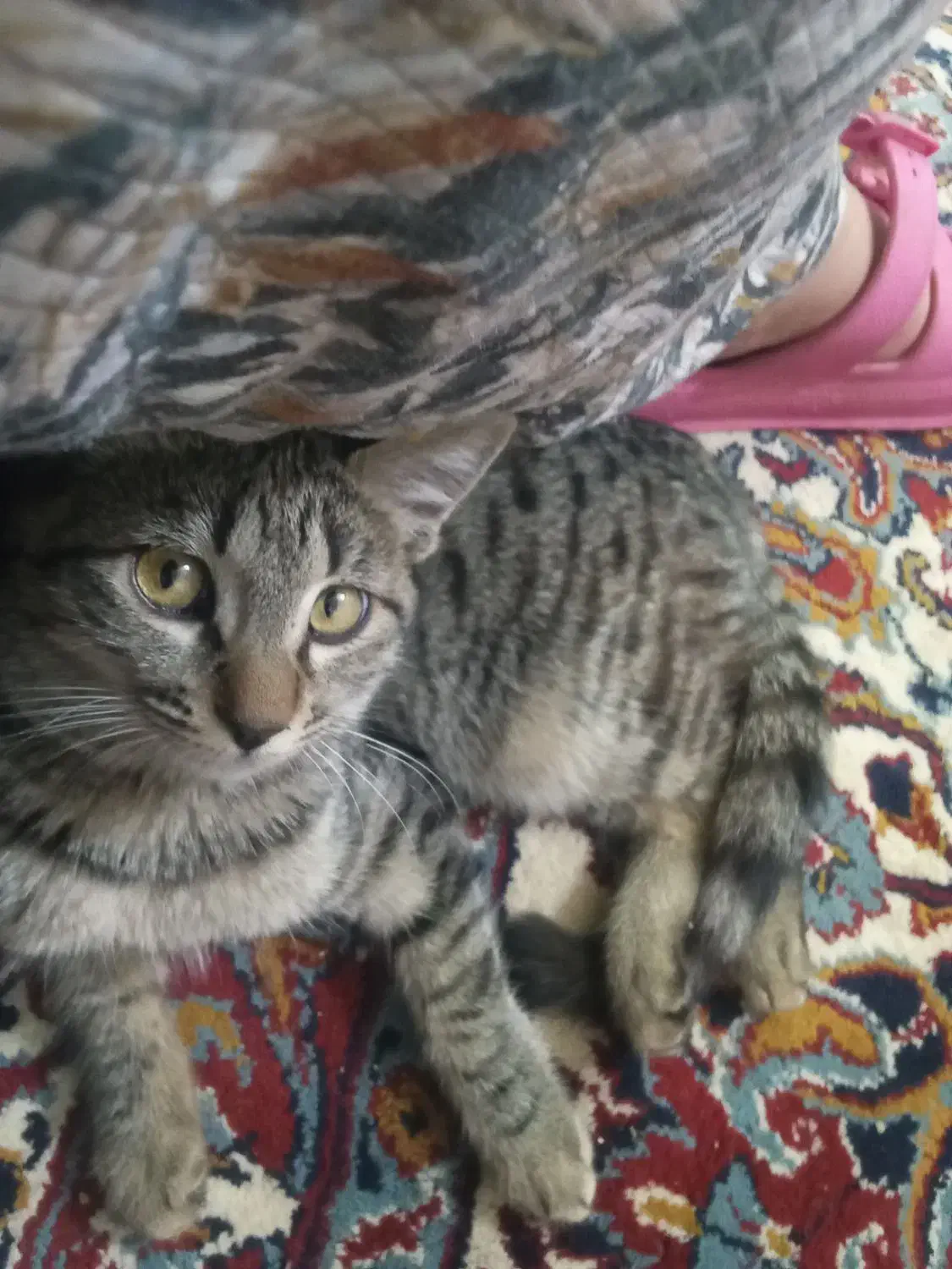 گربه دورگه ماده سن6ماه|گربه|شاهرود, |دیوار