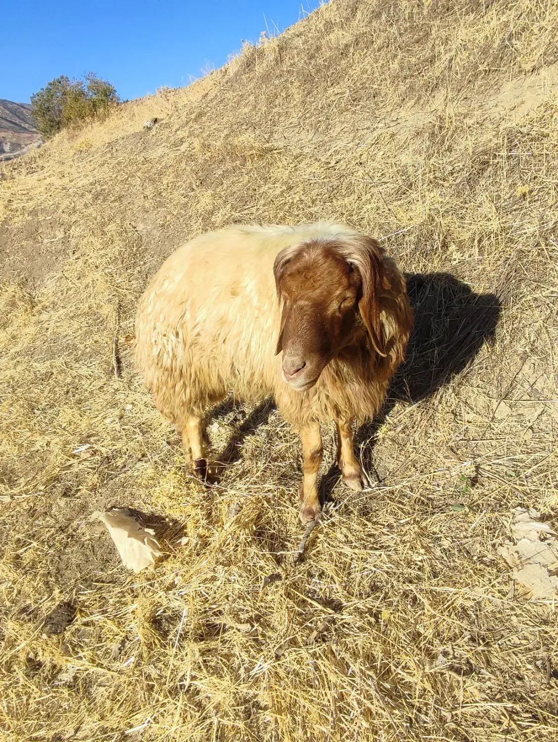 شک دو شیر درجه یک|حیوانات مزرعه|جوانرود, |دیوار