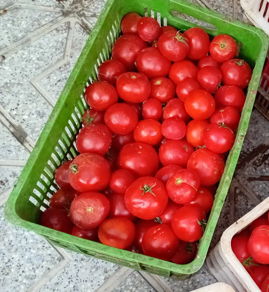 فروش گوجه گوشتی درجه یک|خوردنی و آشامیدنی|زارچ, |دیوار