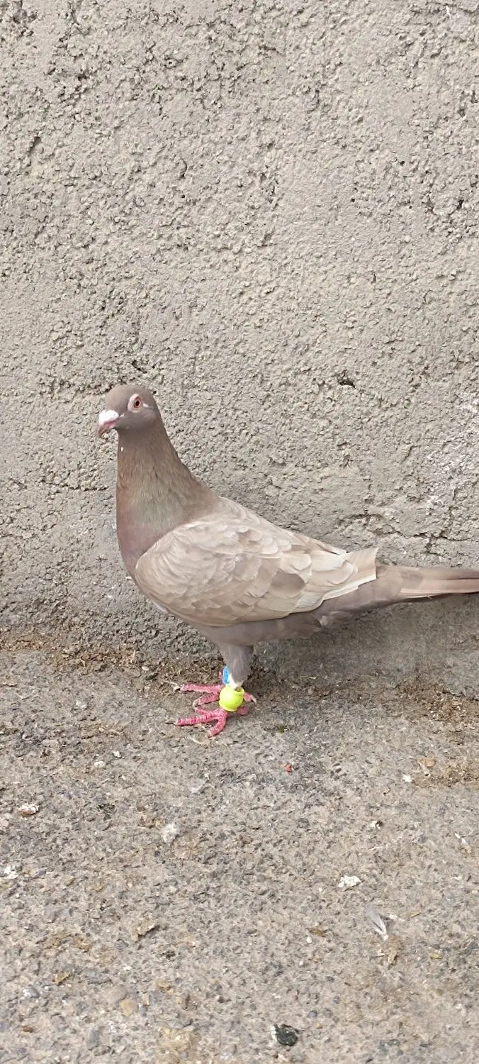 کبوتر|پرنده|گرگان, |دیوار