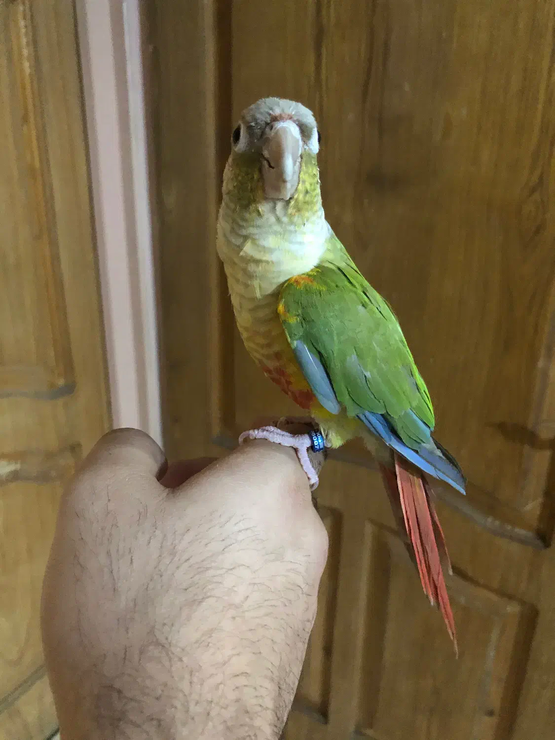 طوطی گیرینچیک|پرنده|تهران, دولتخواه شمالی|دیوار