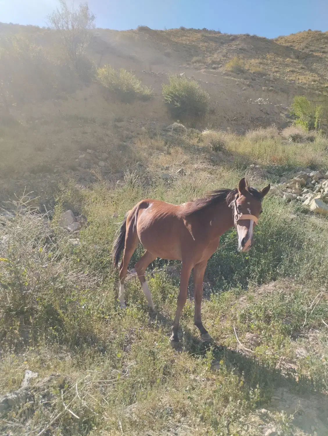 اسب|اسب و تجهیزات اسبسواری|نیشابور, بار|دیوار