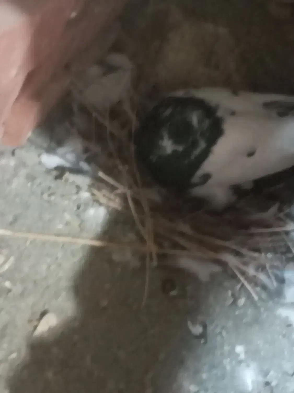 ۱۰اکبوتر با ۳ تا کبوتر جوجه  ۲ هفته است دون میخرن|پرنده|نقده, |دیوار