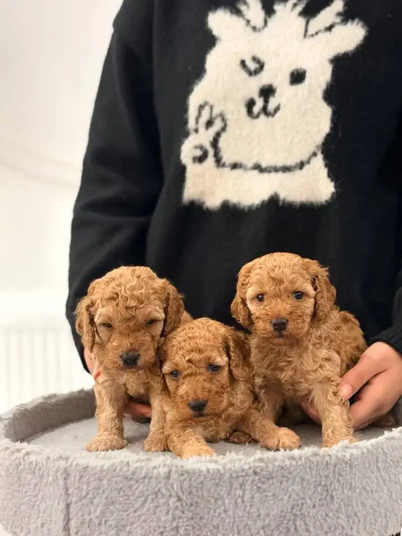 توی پودل اصیل حرفه ای|سگ|رشت, چله خانه|دیوار