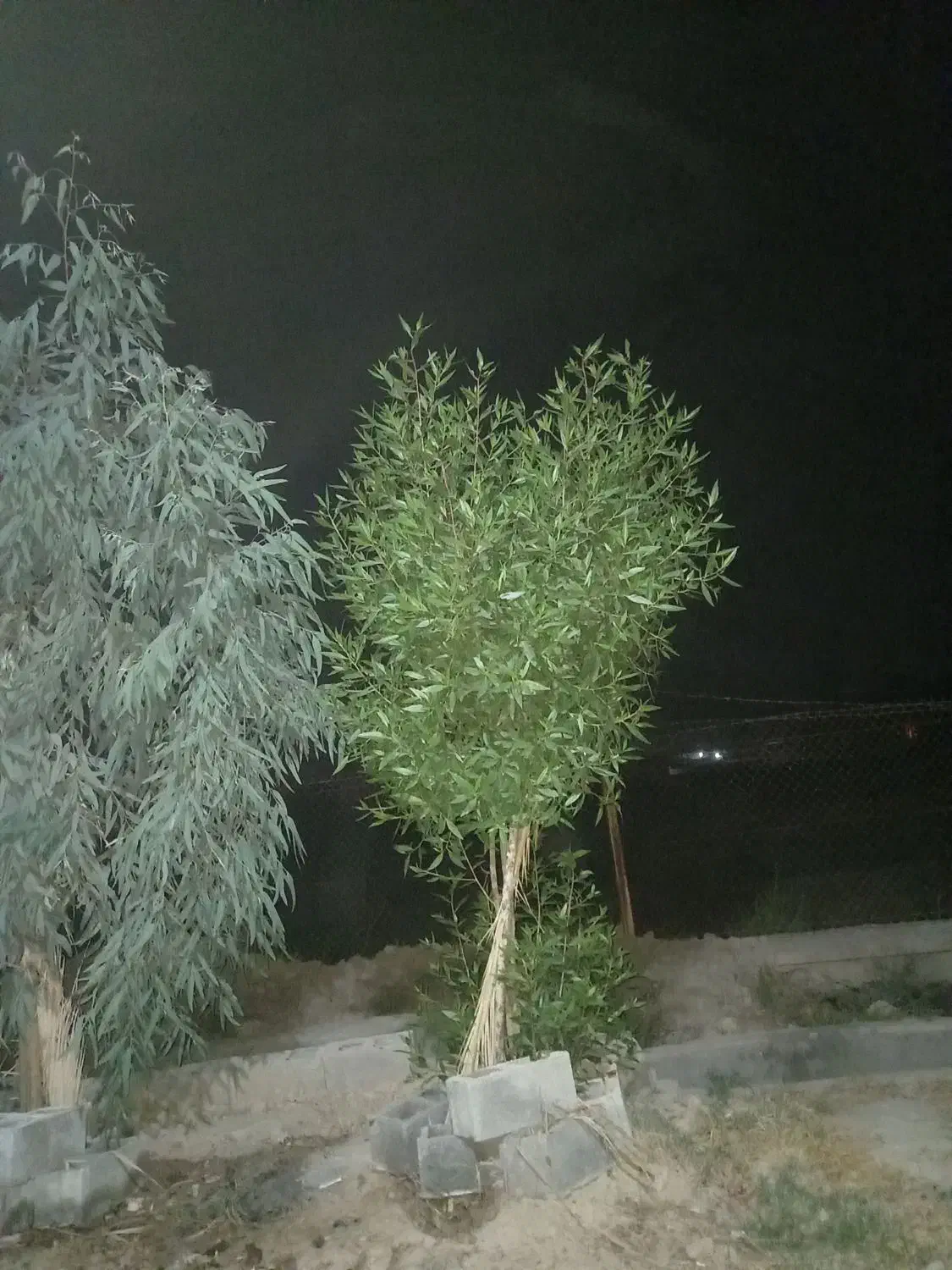 چوب و درخت خریدارم|خدمات باغبانی و درختکاری|بهبهان, |دیوار