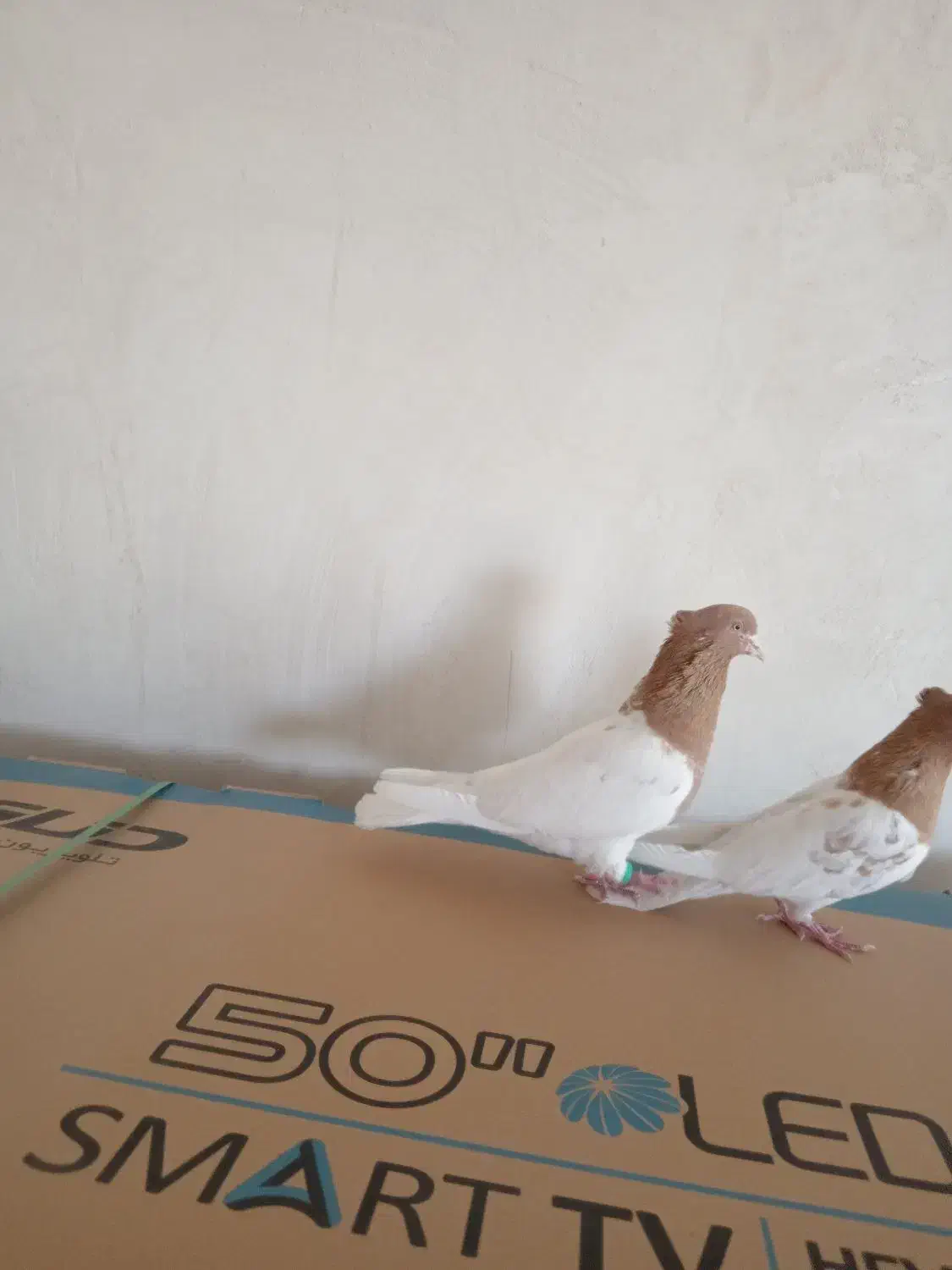 کبوتر کله زرد|پرنده|هریس, |دیوار