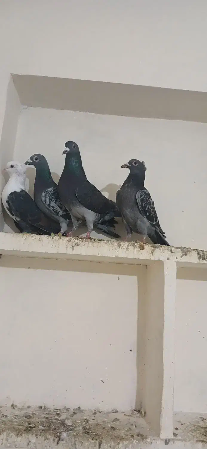 کبوتر پرشی|پرنده|جلگه شوقان, |دیوار