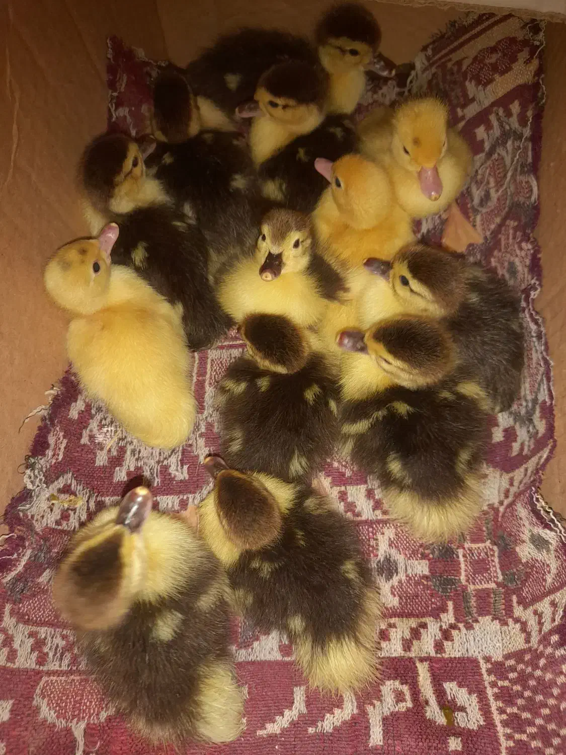 جوجه اردک خارجی قیمت ۶۷ هزارتومان|حیوانات مزرعه|گتاب, |دیوار