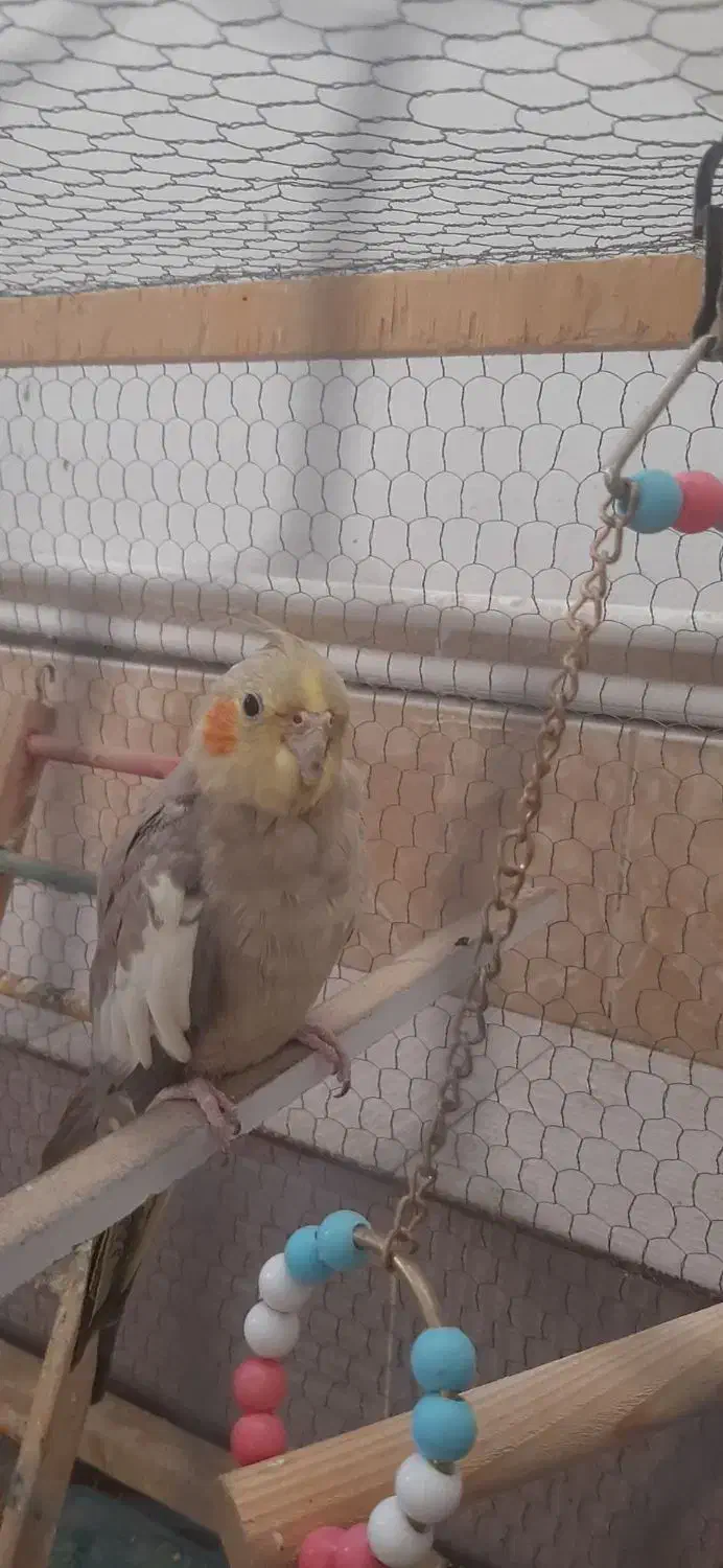 عروس هلندی|پرنده|سیرجان, |دیوار