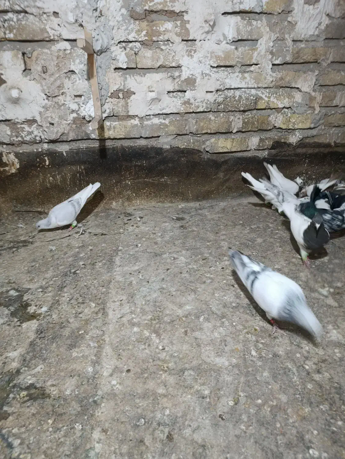 سلام ۱۸تا حیوان پرشی زده خوردی|پرنده|اقبالیه, |دیوار