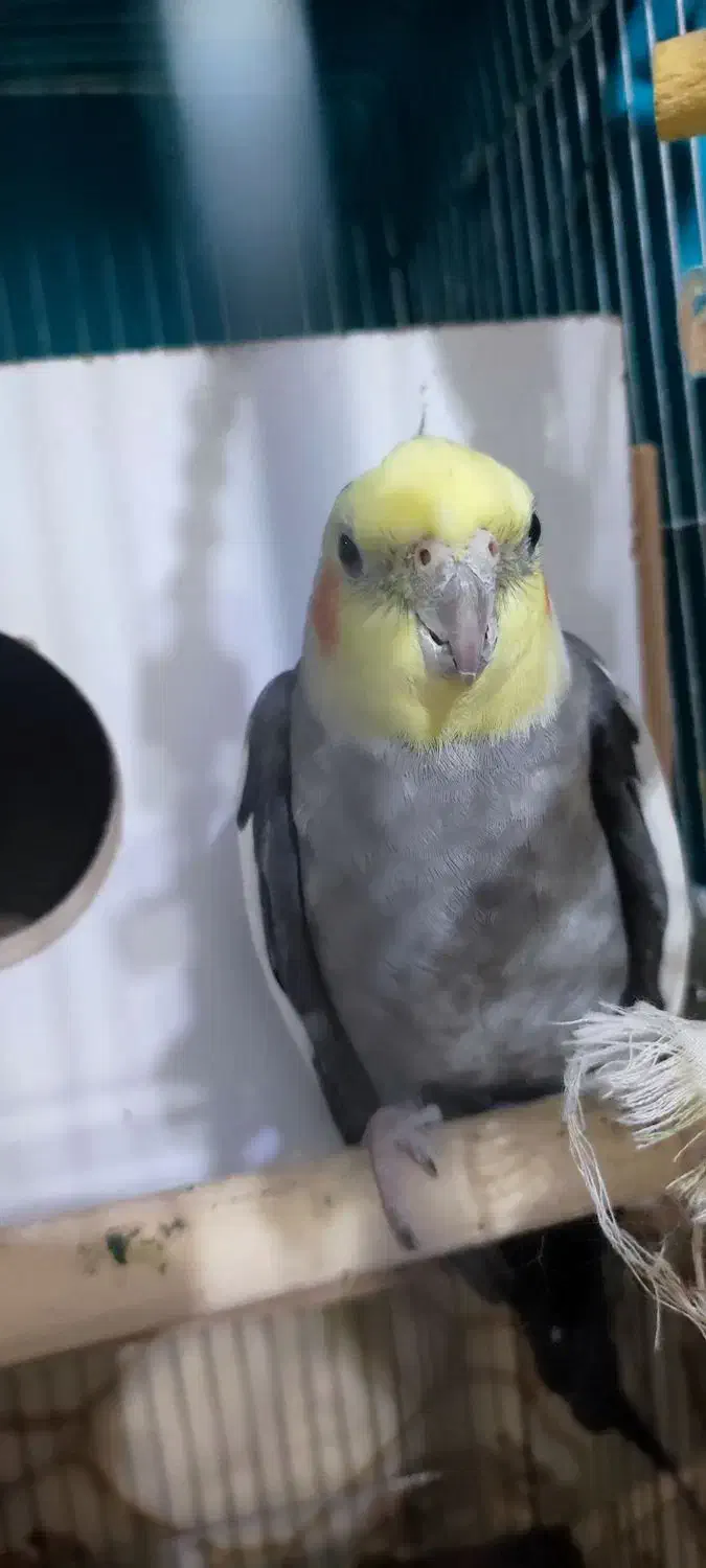 یک عدد عزوس هلندی‌|پرنده|بوکان, |دیوار