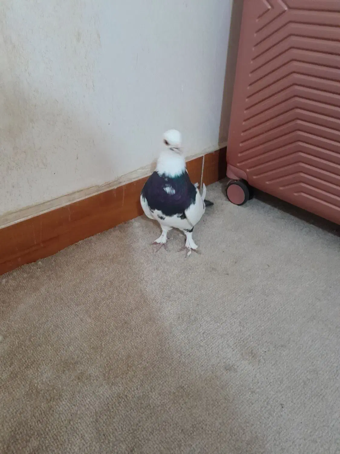 کبوتر|پرنده|اردبیل, |دیوار