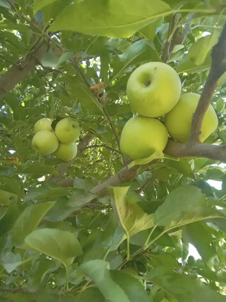 فروش باغ سیب ۲۲ساله|فروش زمین و ملک کلنگی|شاهین دژ, |دیوار