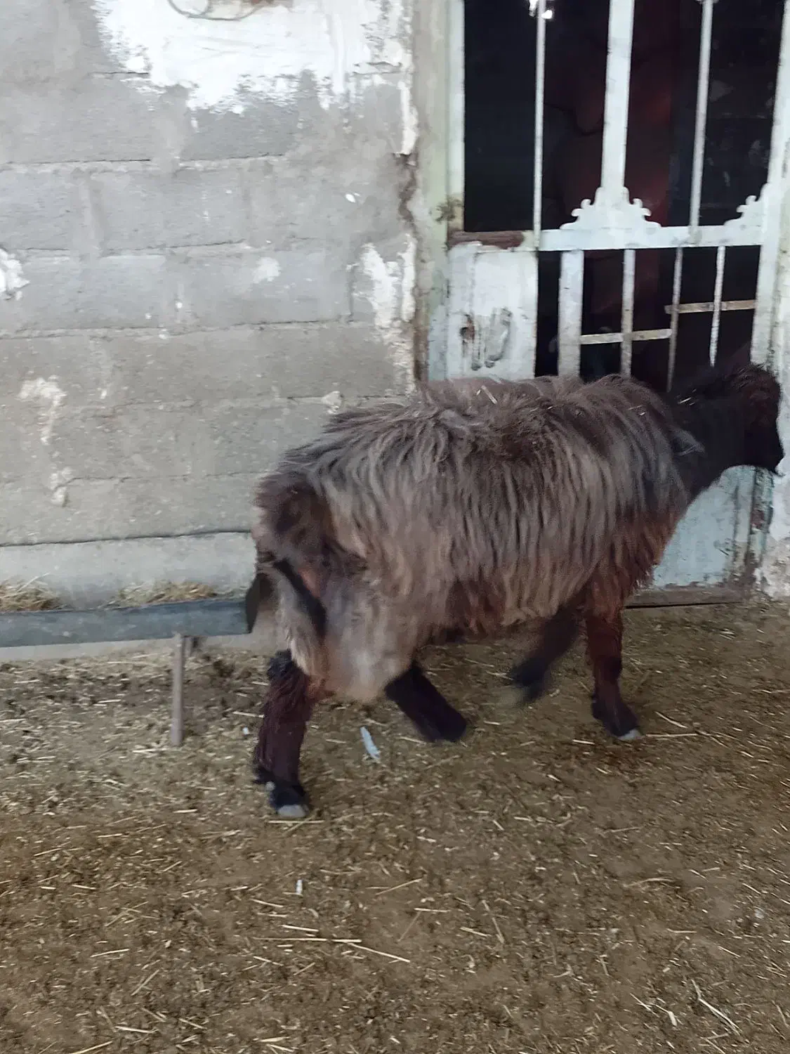 کاوه میش تهه بختیاری|حیوانات مزرعه|دهدشت, |دیوار