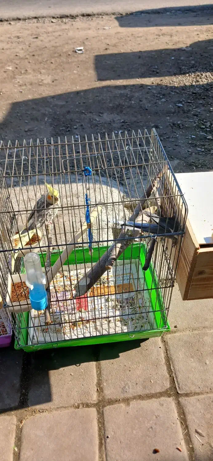 جفت عروس هلندی با چهارتا تخم|پرنده|فومن, |دیوار