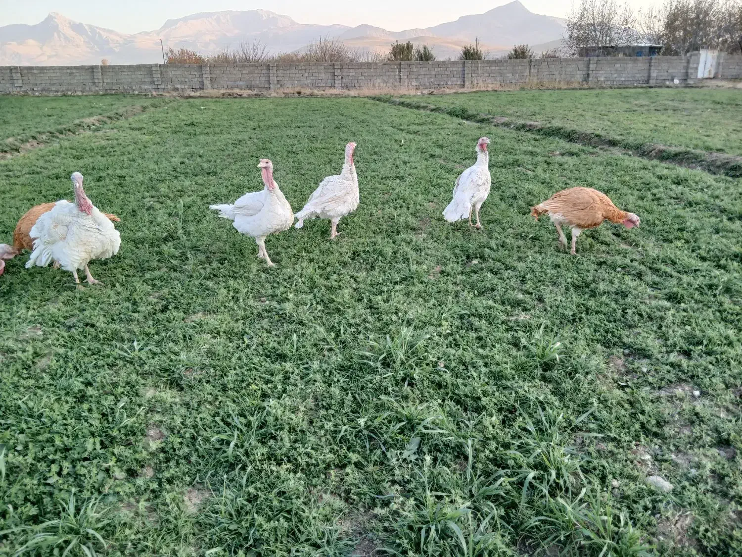 بوقلمون محلی|حیوانات مزرعه|بیستون, |دیوار