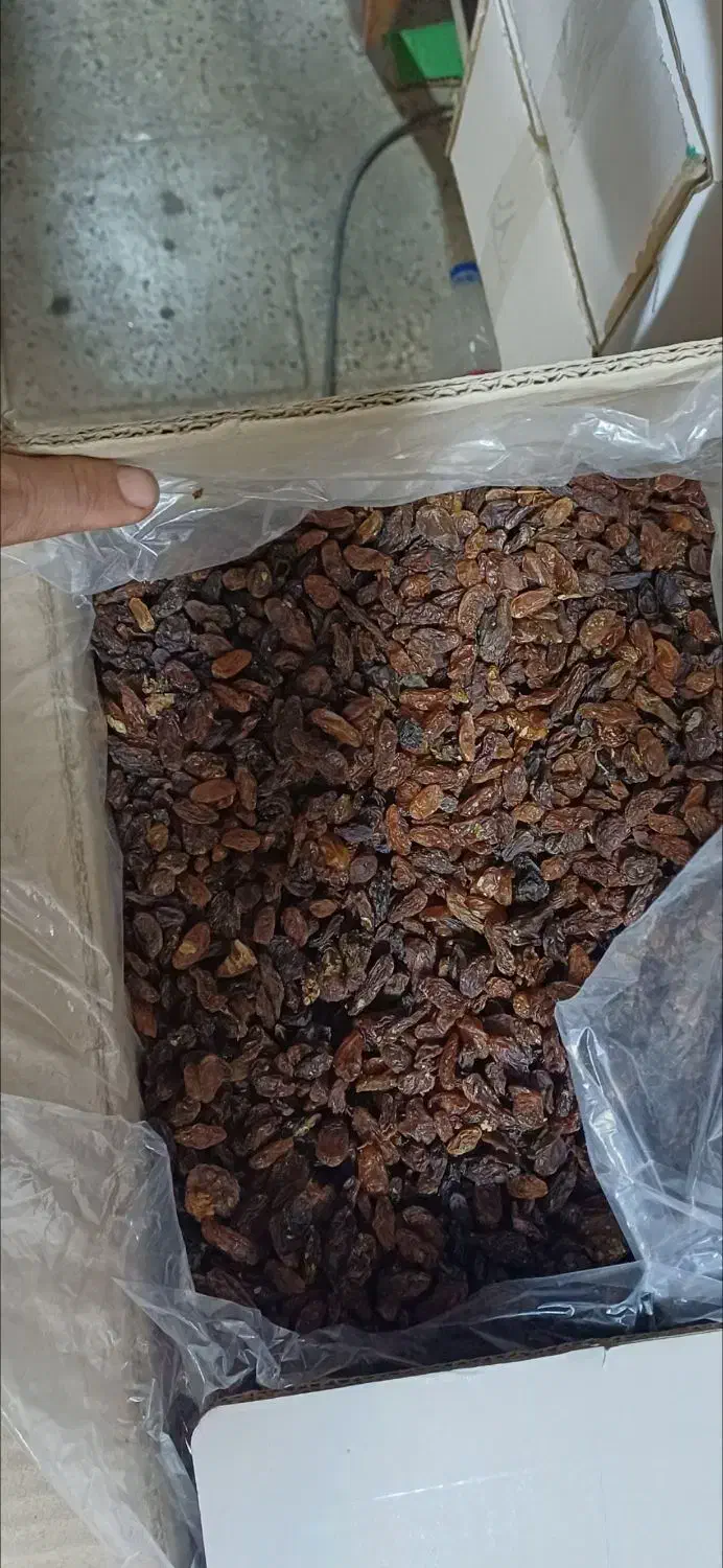 کشمش آفتابی آبگیری|خوردنی و آشامیدنی|ساوه, |دیوار