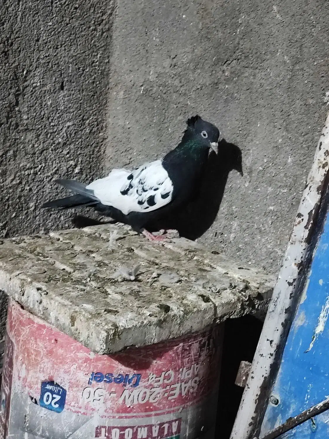 ساده و سینه کفتر جفتگاه وپرش|پرنده|رضویه, |دیوار