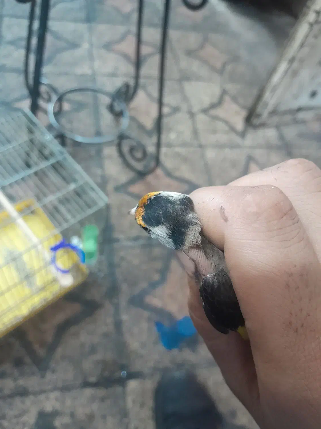 سهره ماده اماده|پرنده|اهواز, چهارصد دستگاه|دیوار