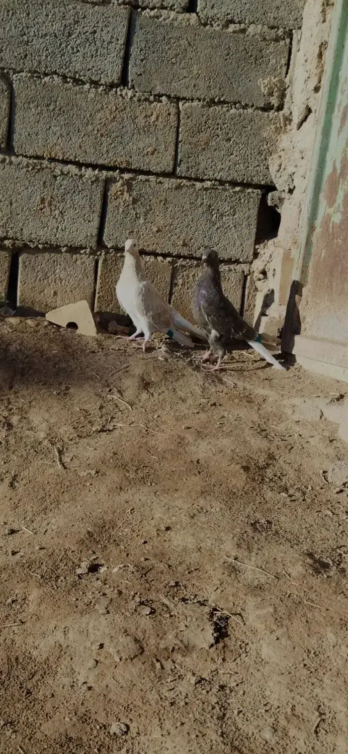 جفت نر ماده دمسفید عطیقه|پرنده|مشهد, کوی سیدی|دیوار