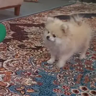 سگ پامر|سگ|سبزوار, باهنر|دیوار