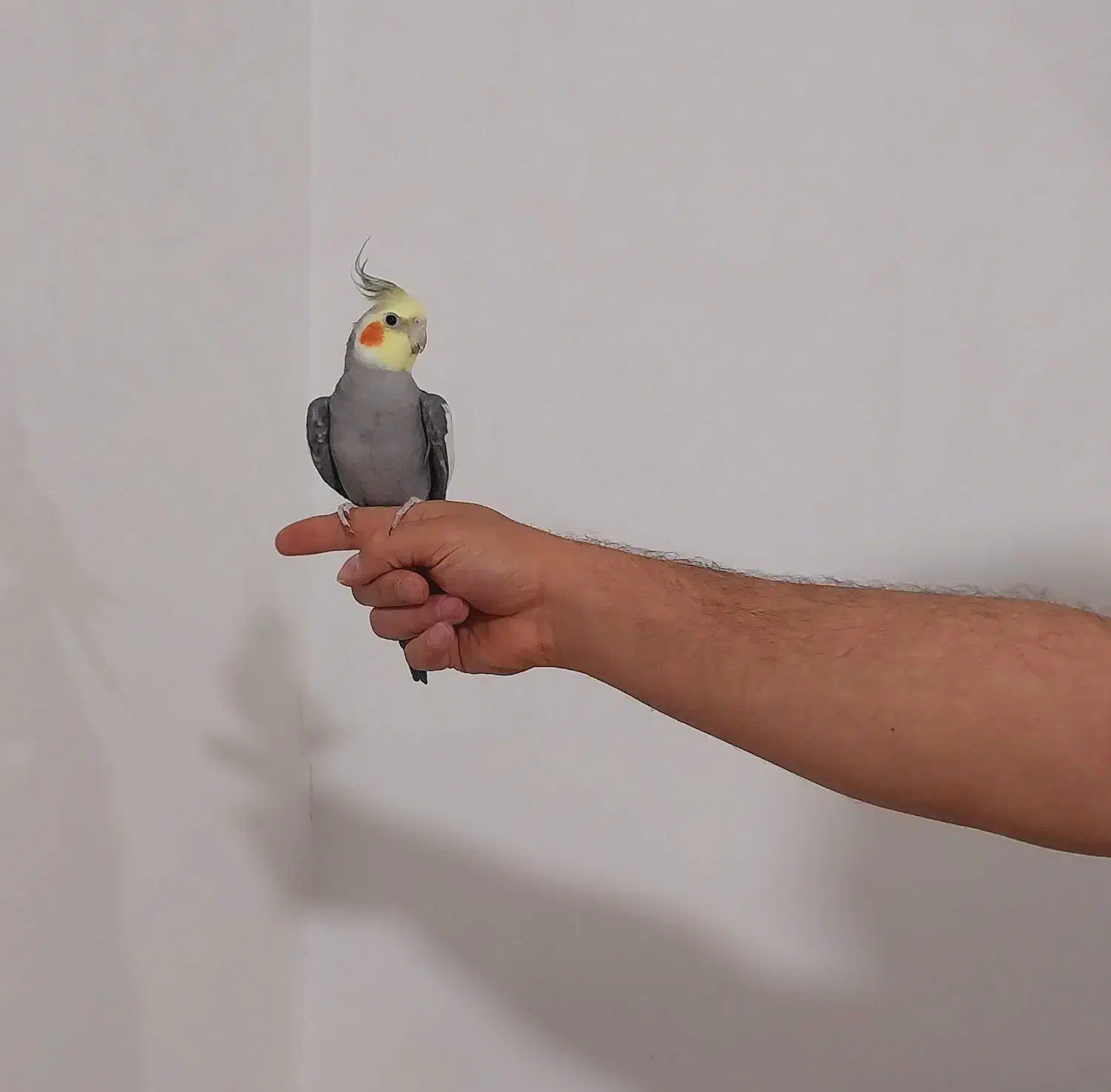 عروس‌هلندی سینامون نر کاملا اهلی|پرنده|مراغه, |دیوار