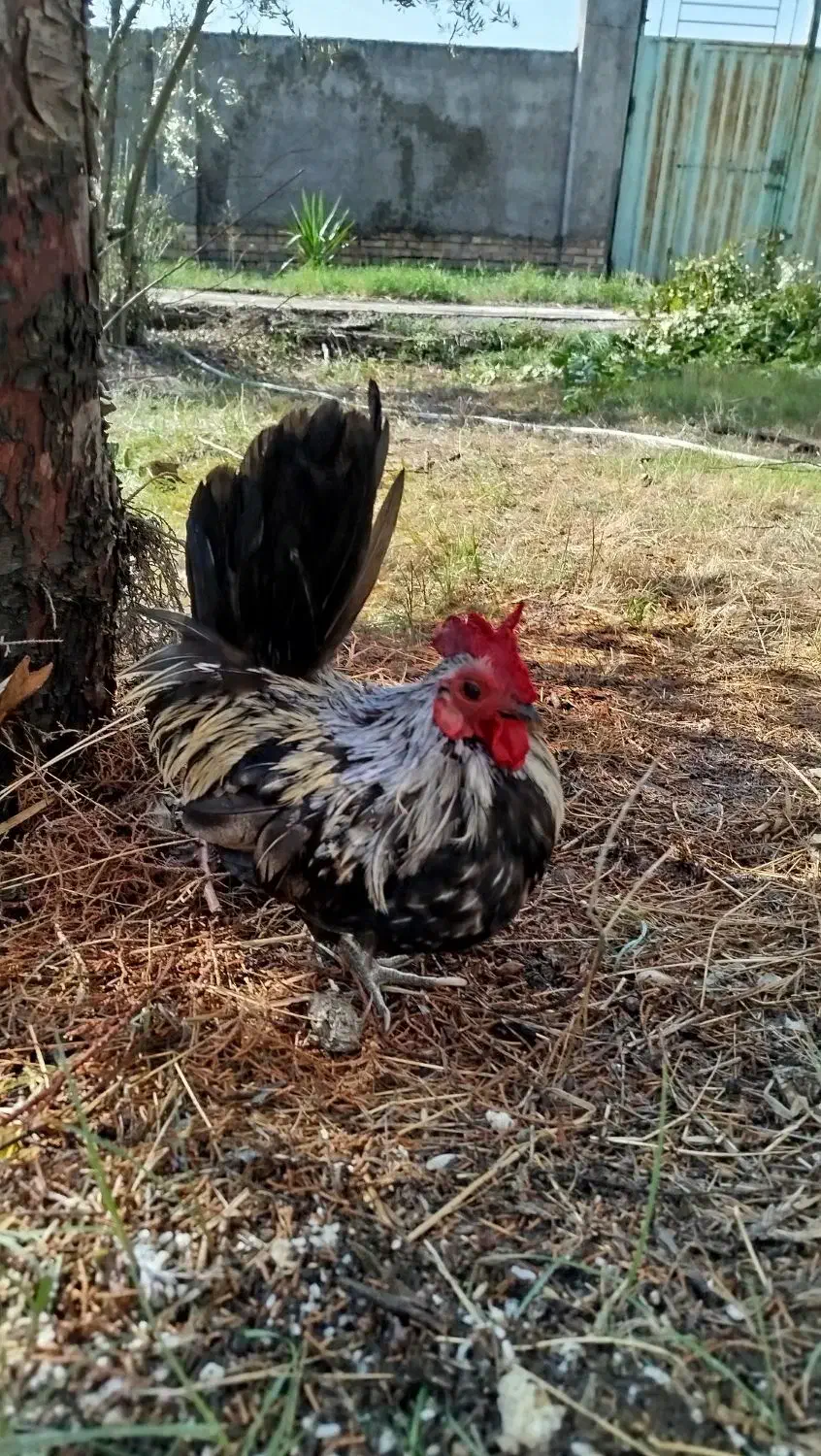 خروس جاپنیز|حیوانات مزرعه|قم, زنبیل آباد|دیوار