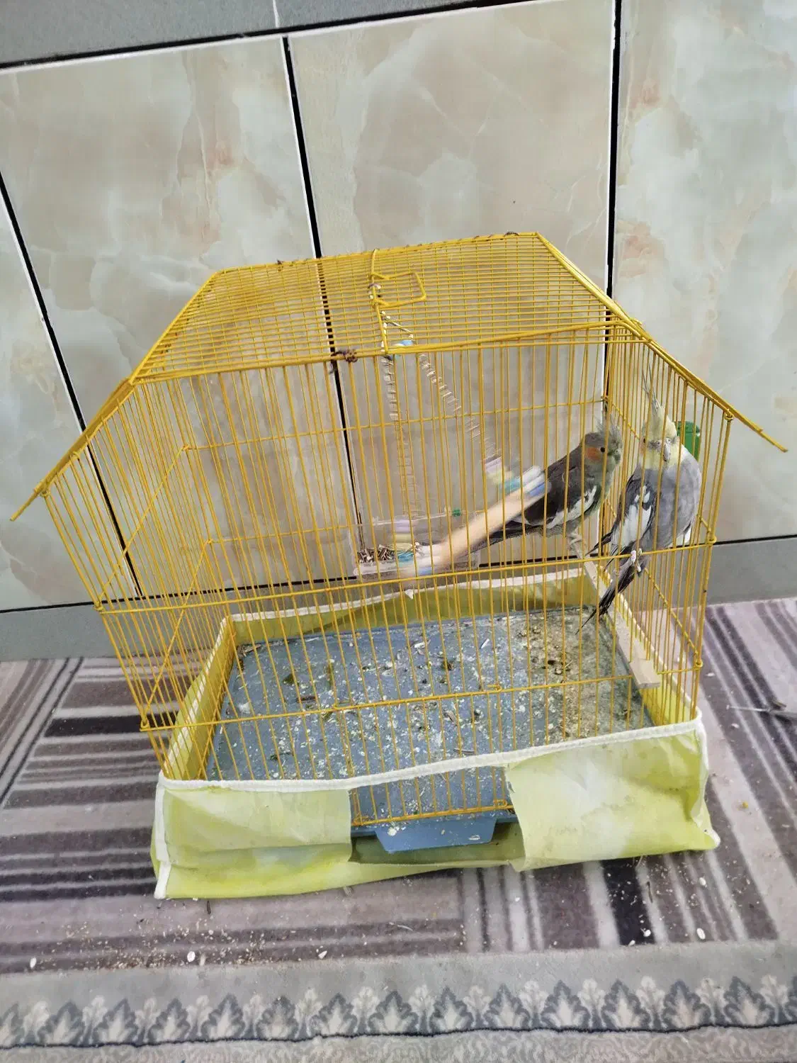 عروس هلندی|پرنده|قائن, |دیوار