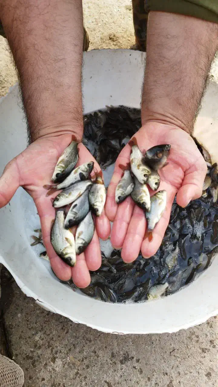 انواع بچه ماهی کپور و آمور امساله|ماهی|گرگان, |دیوار