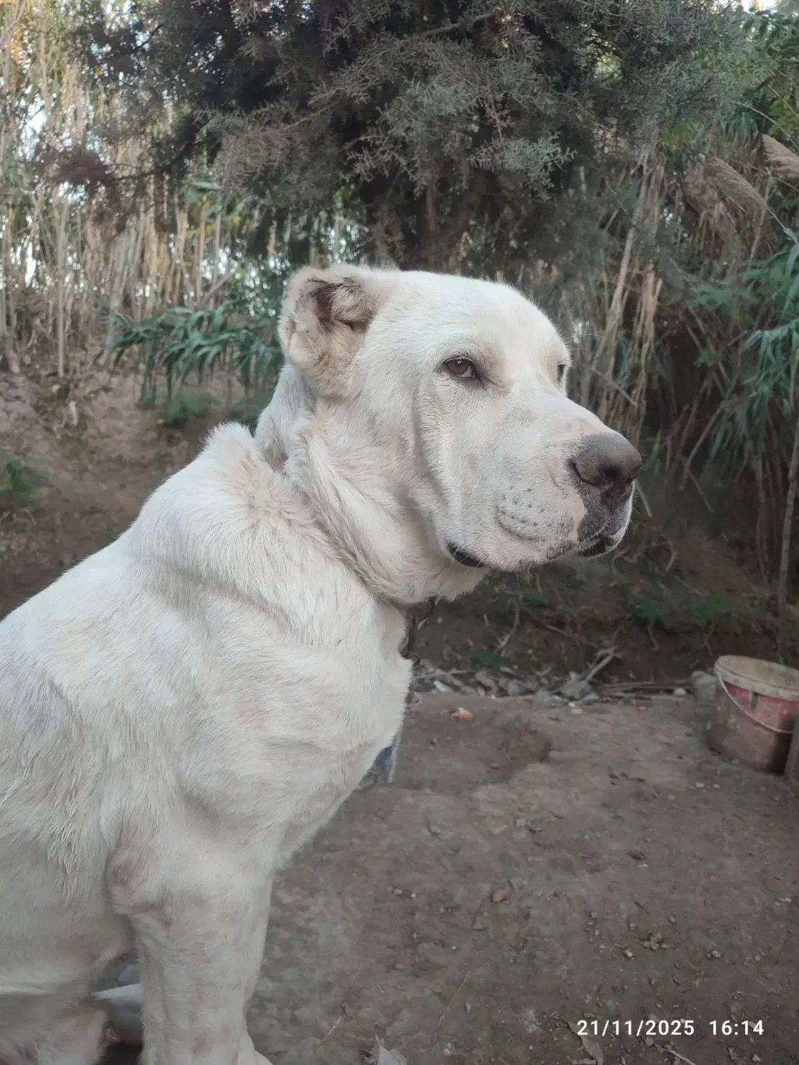 گمشده|حیوانات|سنگدوین, |دیوار