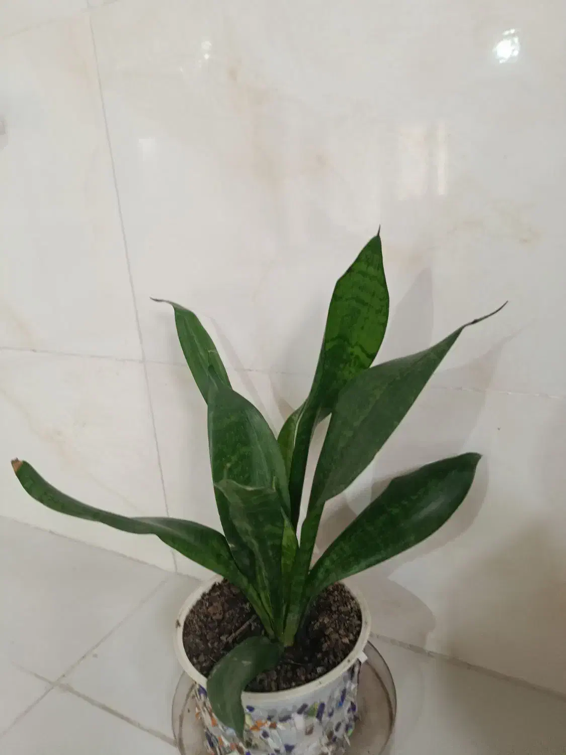 گل و گیاه|گل و گیاه طبیعی|آق قلا, |دیوار