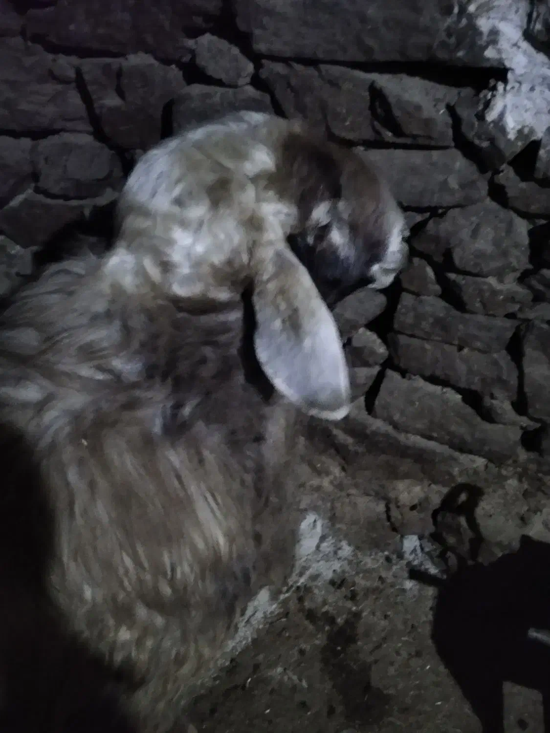 بران|حیوانات مزرعه|مریوان, |دیوار