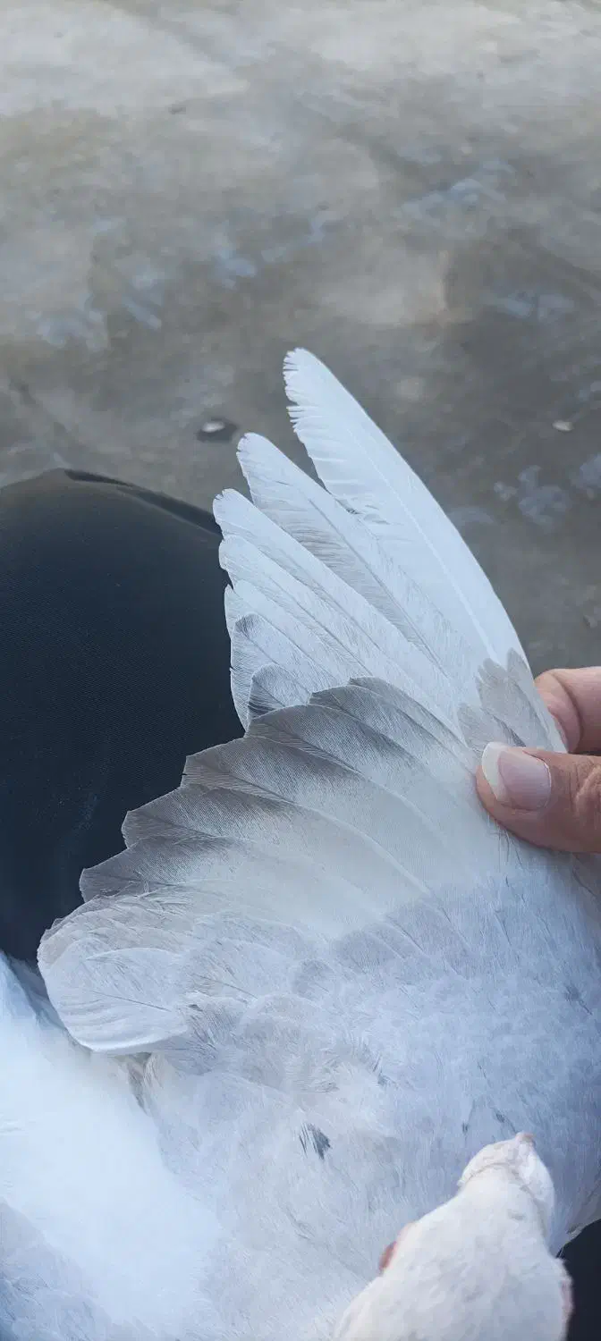 حلزون|خزنده|گناباد, |دیوار