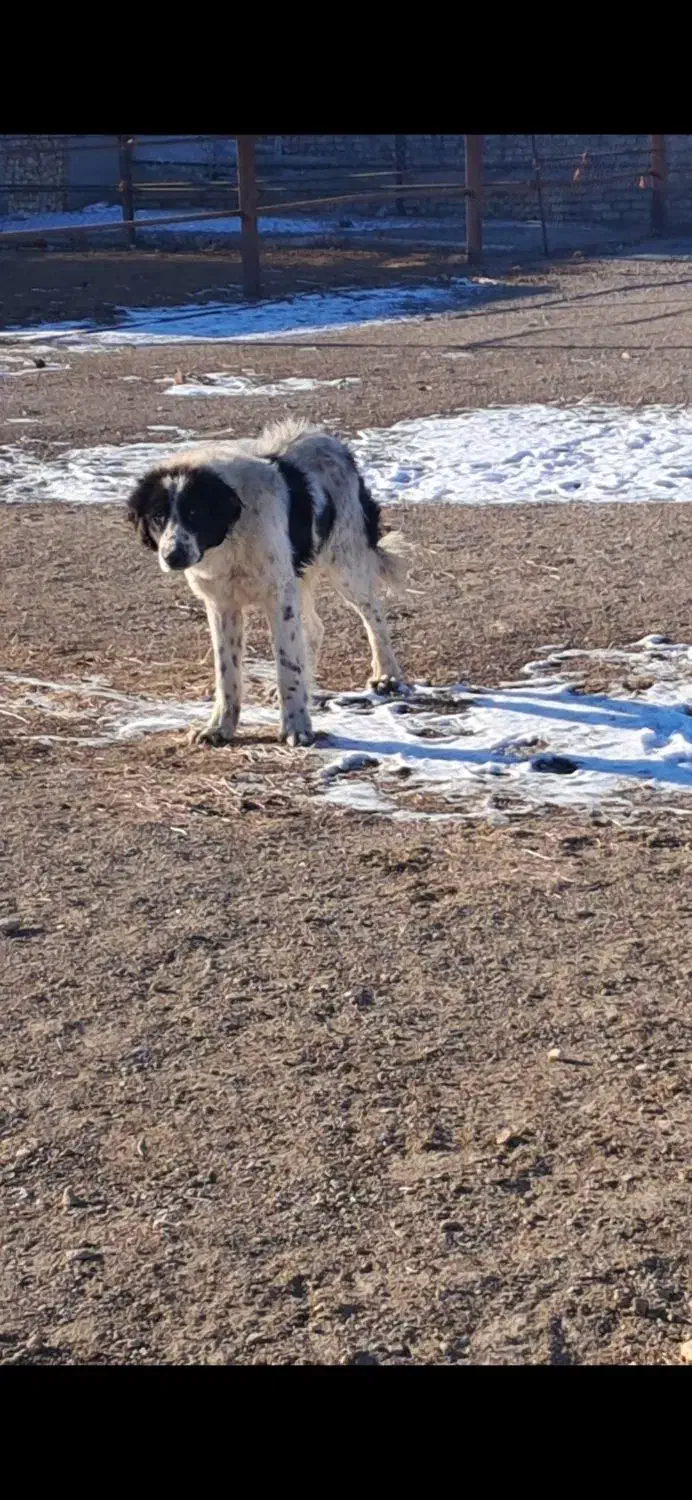 واگذاری|سگ|ساروق, |دیوار