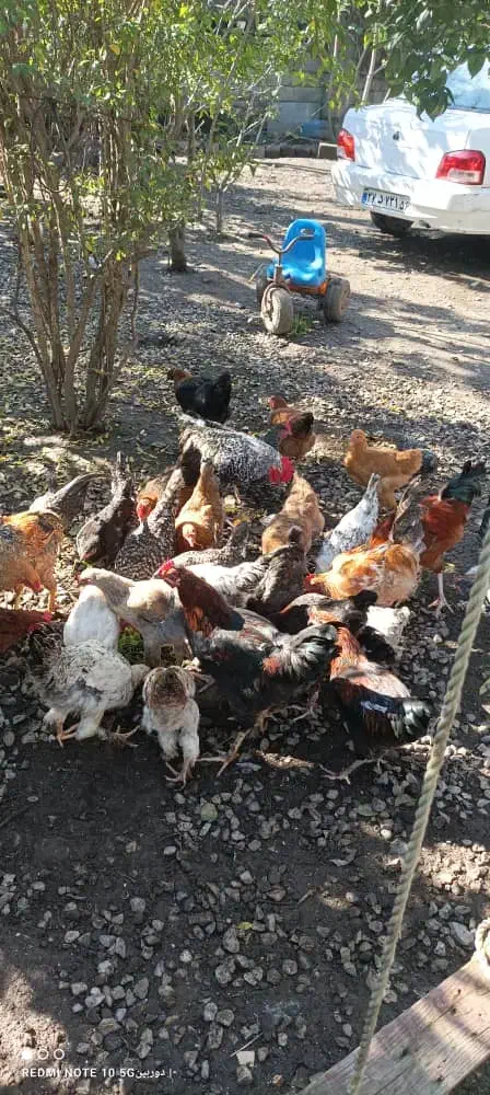 مرغ وخروس اصل طبیعی|حیوانات مزرعه|آستارا, |دیوار