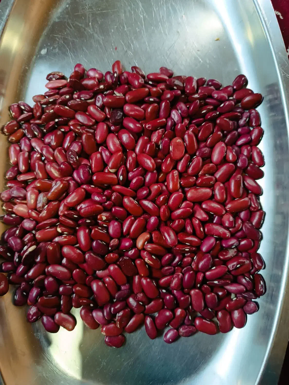 لوبیا قرمز|خوردنی و آشامیدنی|تهران, یافت آباد جنوبی|دیوار