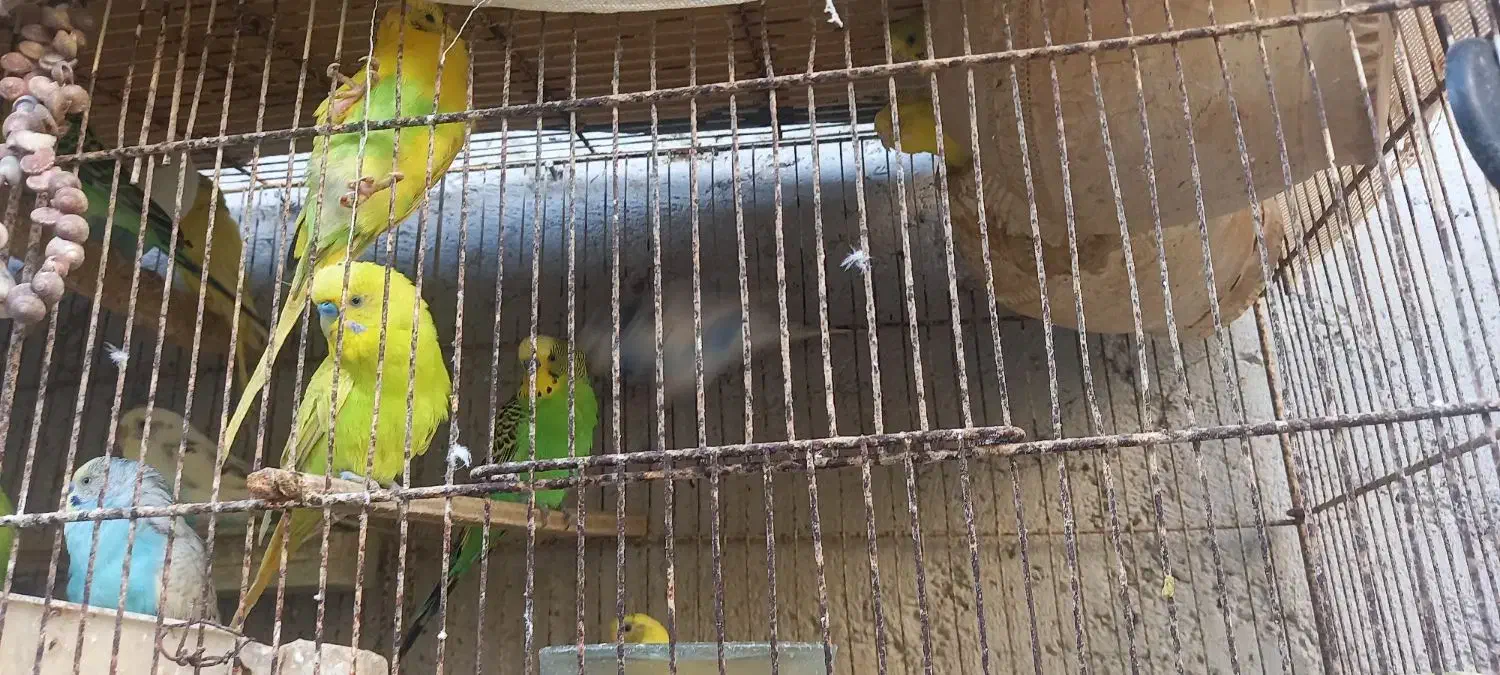 مرغ عشق|پرنده|بندرعباس, |دیوار