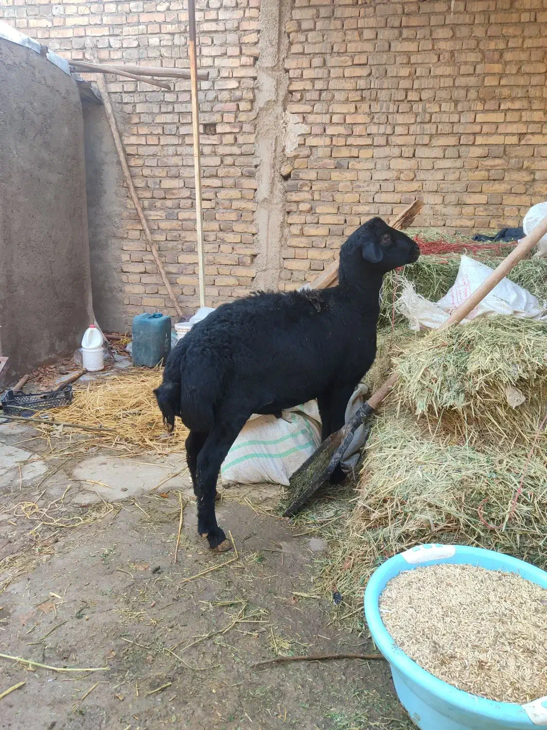 بره قوچ قره قزل لخت مناسب برای نسل کشی|حیوانات مزرعه|سجاس رود, |دیوار