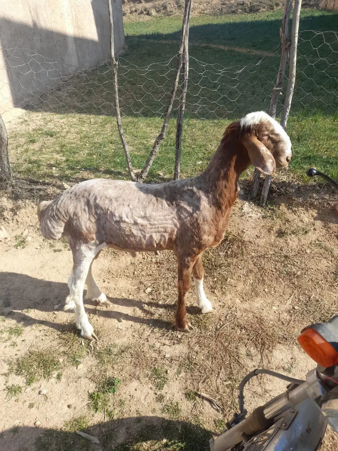 یک عدد تقلی تخمی  درجه یک چینی|حیوانات مزرعه|دوزین, |دیوار