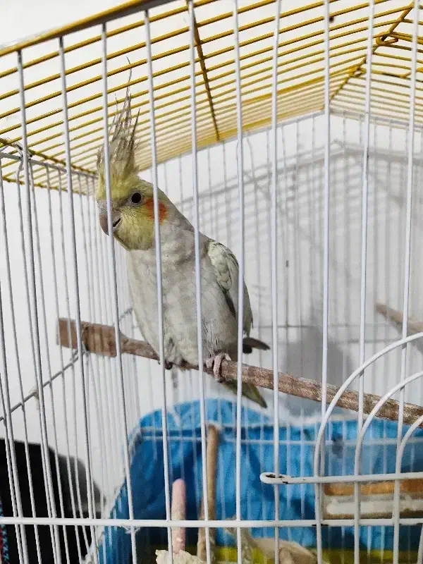 عروس هلندی ماده جوان گلباقالی|پرنده|اشتهارد, |دیوار