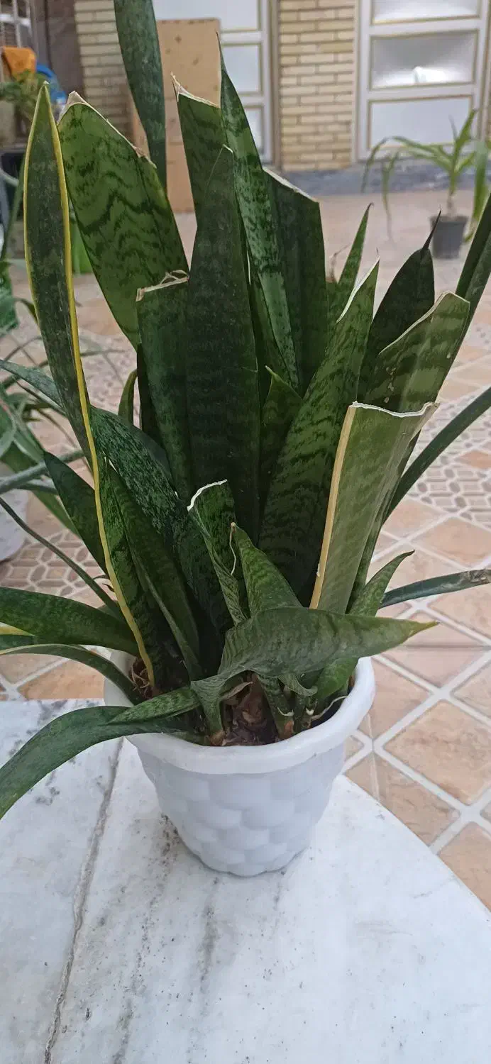 گل سانسوریا یوکا کاکتوس|گل و گیاه طبیعی|بندر گناوه, |دیوار