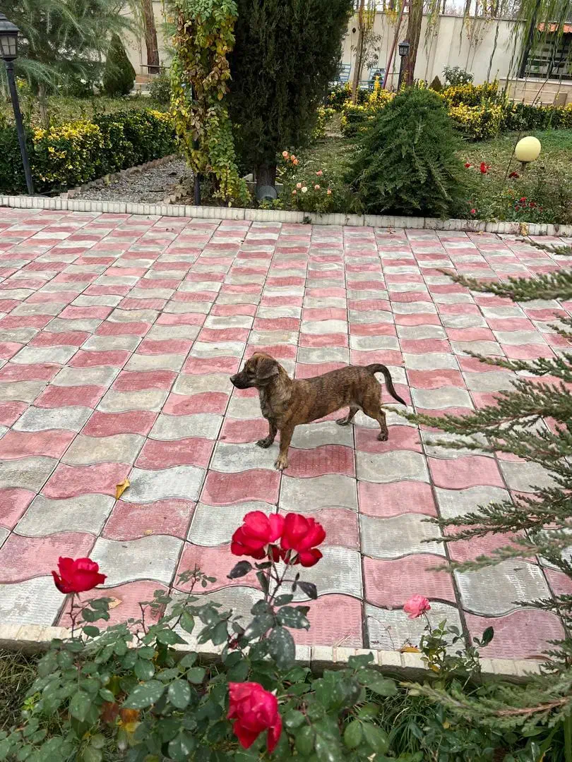 سگ سوسیسی پاکوتاه|سگ|مشکیندشت, |دیوار