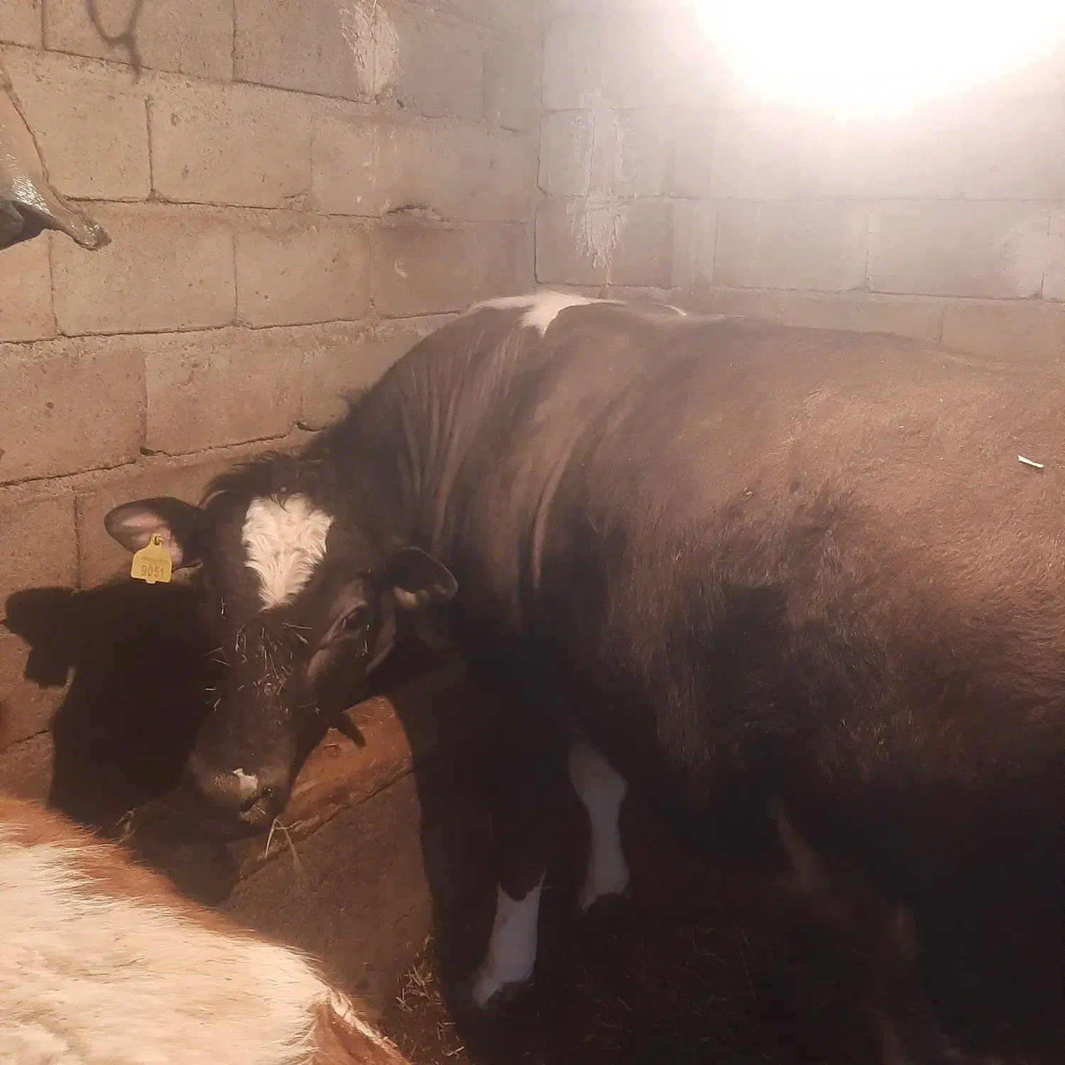 گاو نر سیمینتال|حیوانات مزرعه|مشگین شهر, |دیوار