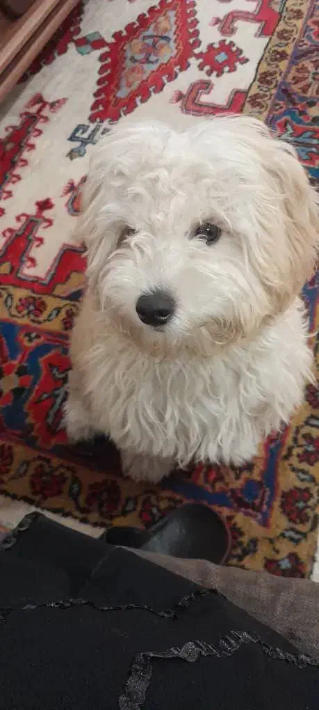 توله شیتزو ماده مهربون بازیگوش حرف گوش کن|سگ|کرج, حصارک بالا|دیوار